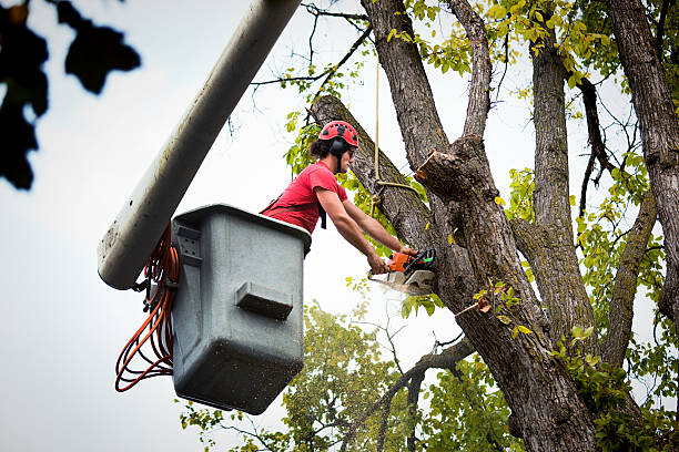 Best Utility Line Clearance  in Mmerce City, CO